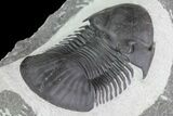 Large, Paralejurus Trilobite Fossil - Ofaten, Morocco #83350-5